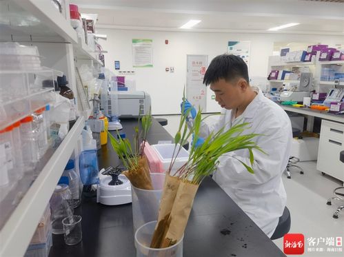 自貿(mào)港觀察 焦點丨海南 讓種業(yè)科研成果加速 跑 進市場