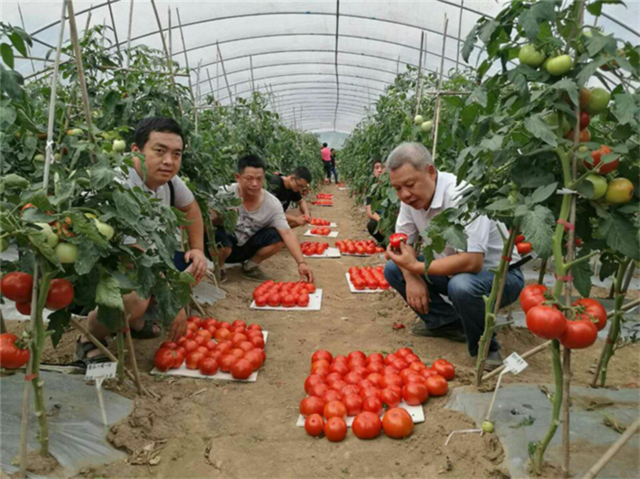 渝魯科技扶貧協作成效凸顯 甜椒與西甜瓜也能"重慶產"